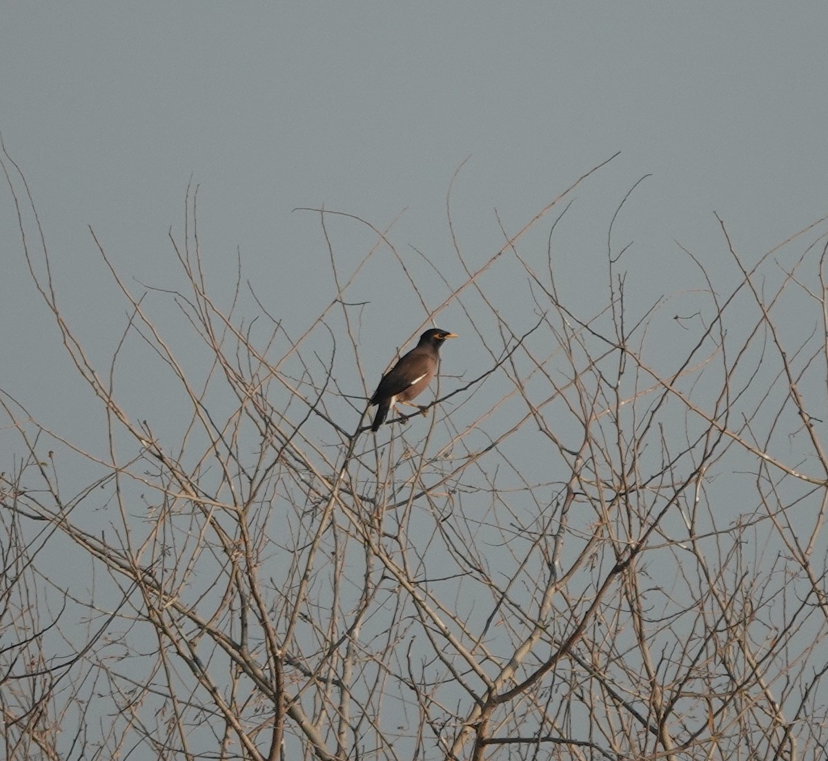 majna obecná - ML646900668