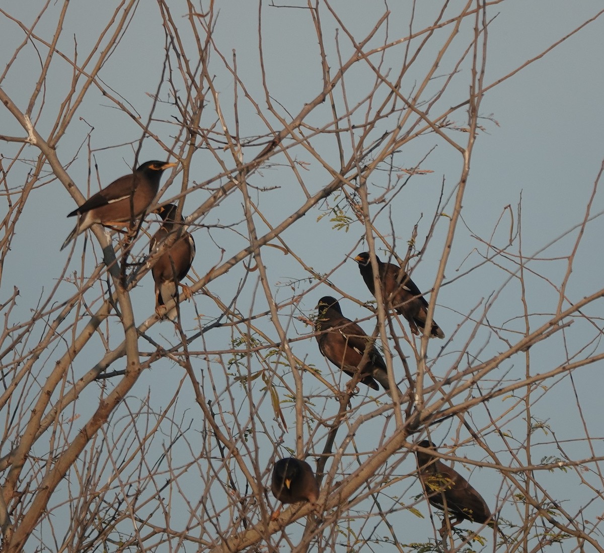 majna obecná - ML646900669