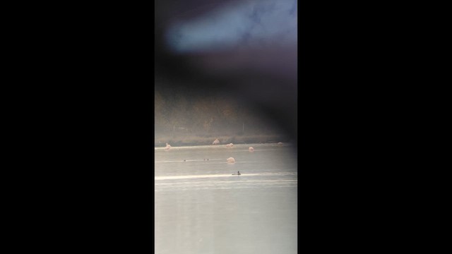 Zerra ertaina - ML646900671