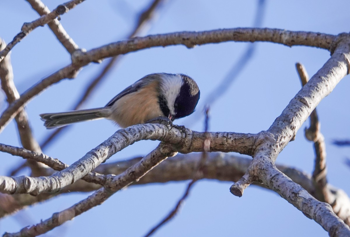 sýkora černohlavá - ML646900672