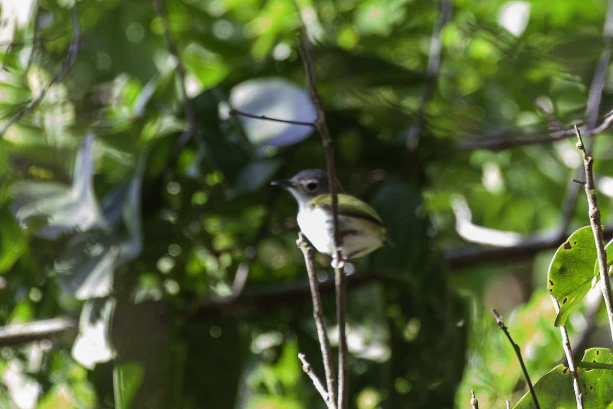 Short-tailed Pygmy-Tyrant - ML646900673