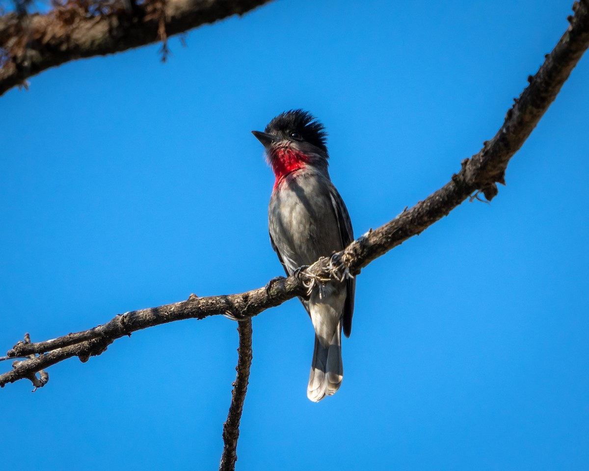 Anambé Degollado - ML646900675