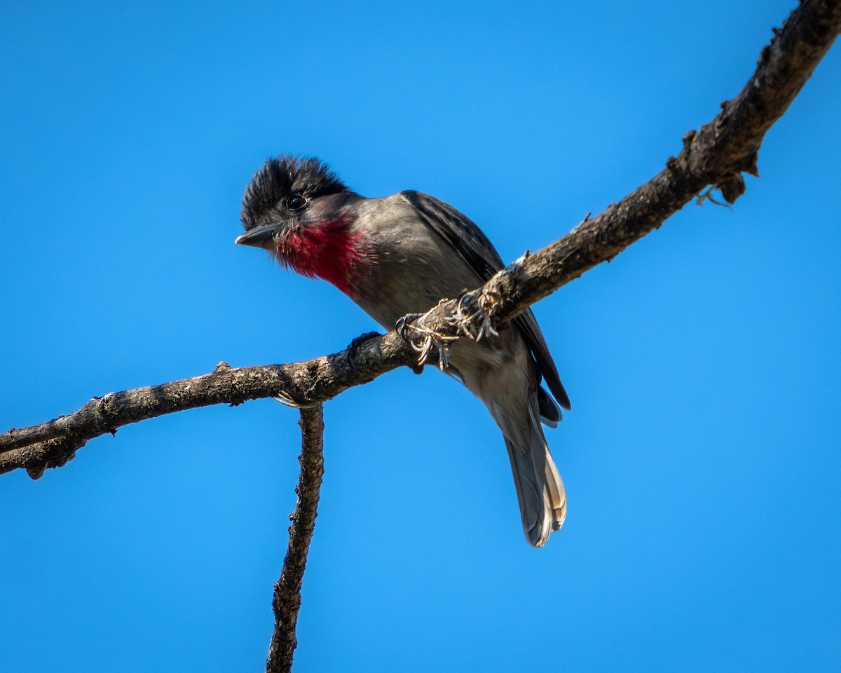 Anambé Degollado - ML646900679