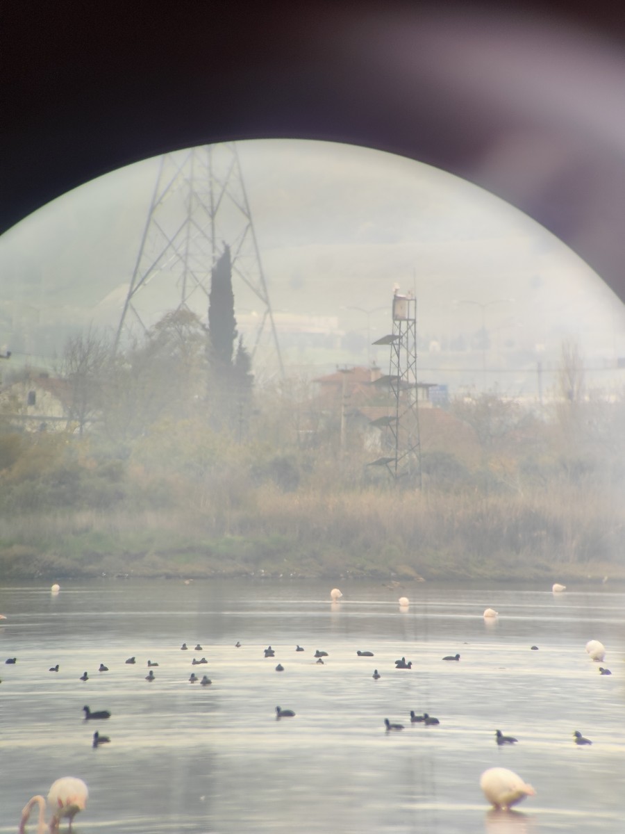 オオバン - ML646900690