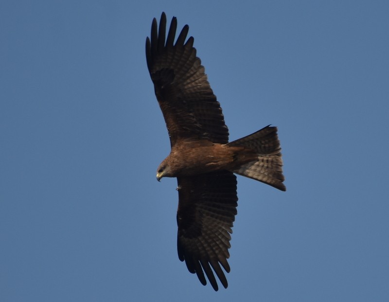 Miru beltza - ML646900693