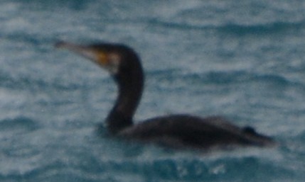 Great Cormorant - ML646900694
