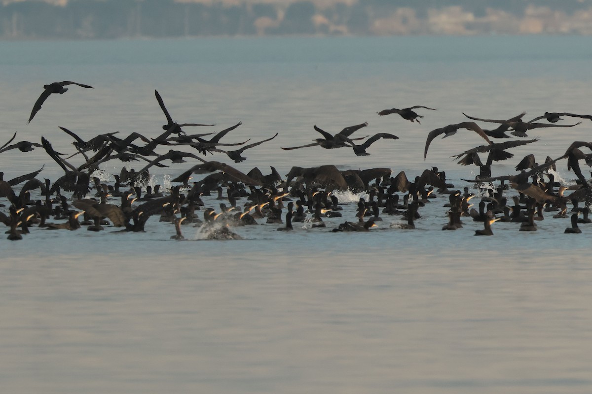 Great Cormorant - ML646900700