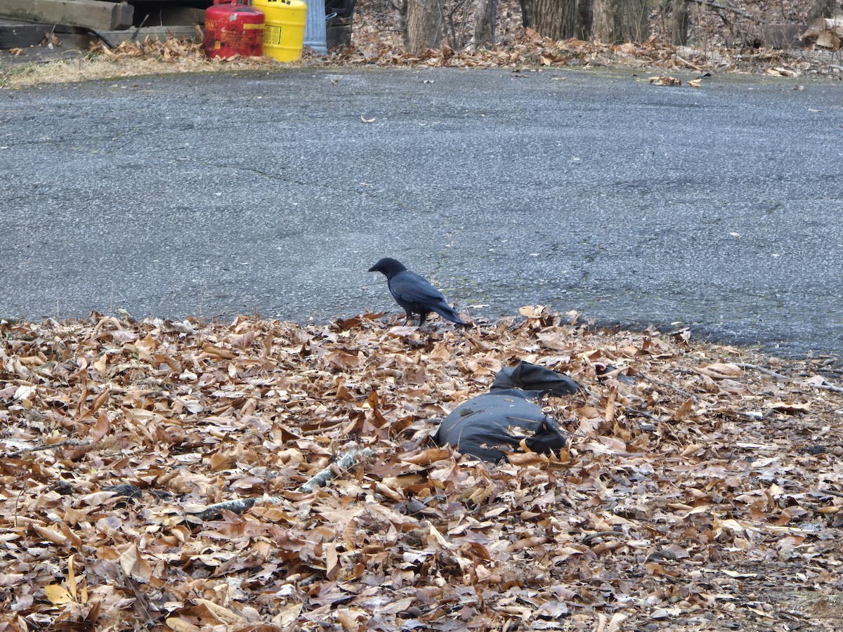 Американская ворона - ML646900703