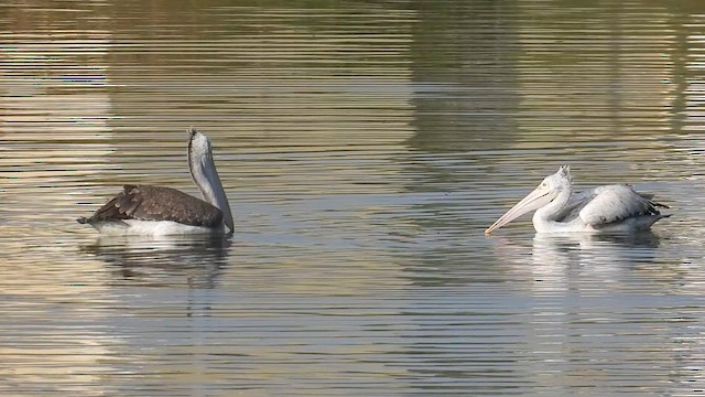 Пестроклювый пеликан - ML646900704