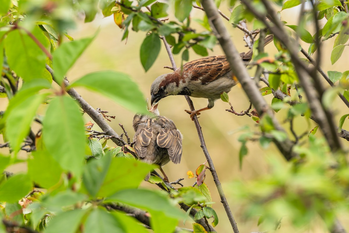 דרור הבית - ML646900706