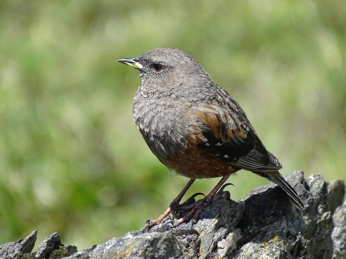 Alpine Accentor - ML64690071