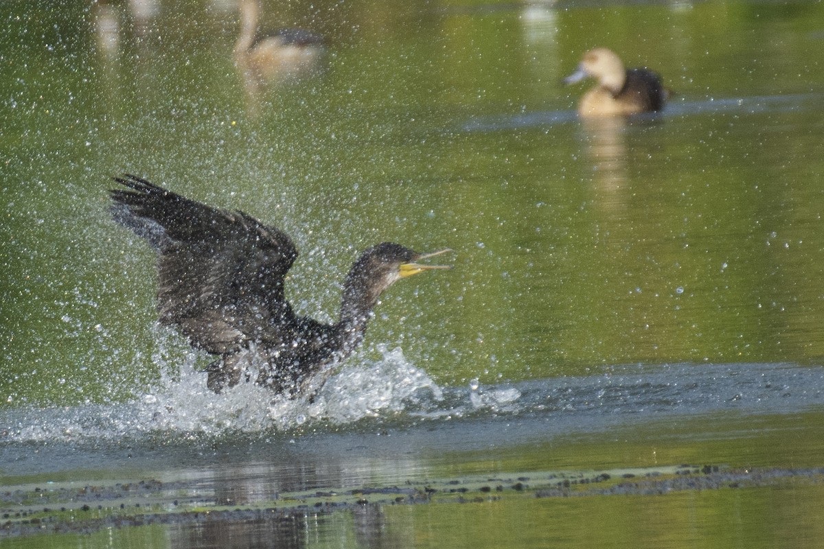 Индийский баклан - ML646900710
