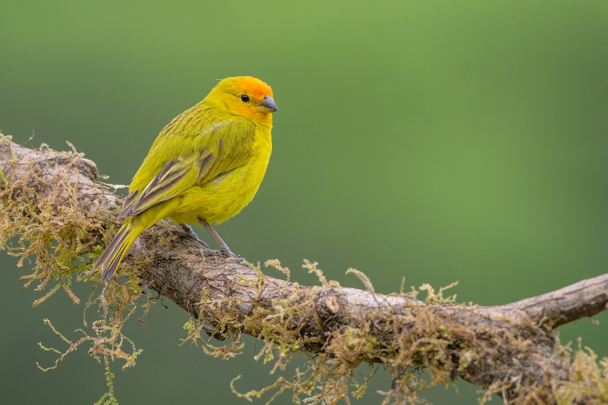 safranspurv - ML646900711