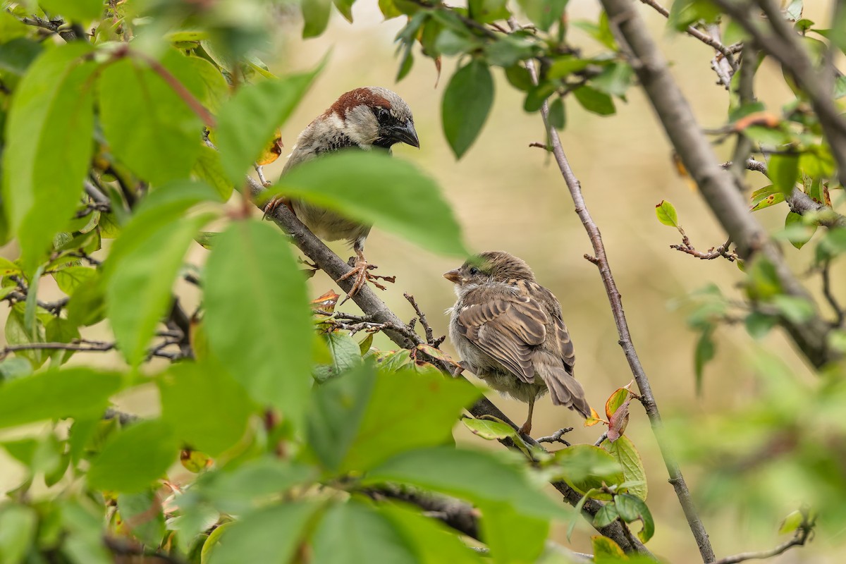 דרור הבית - ML646900712