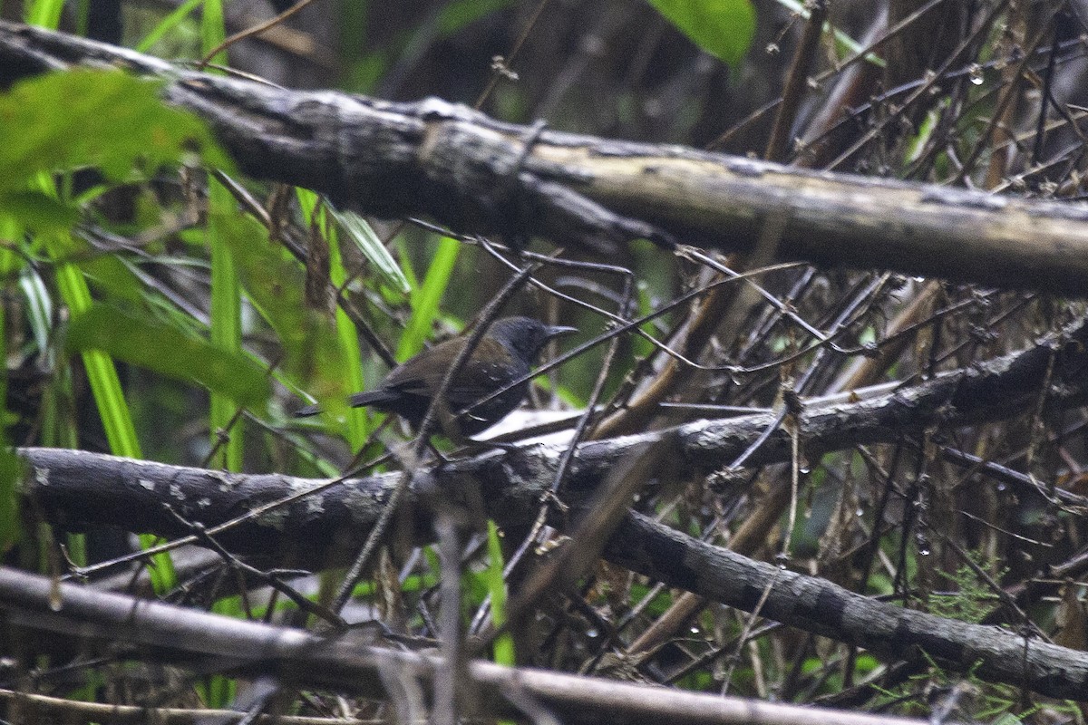 Black-throated Antbird - ML646900713