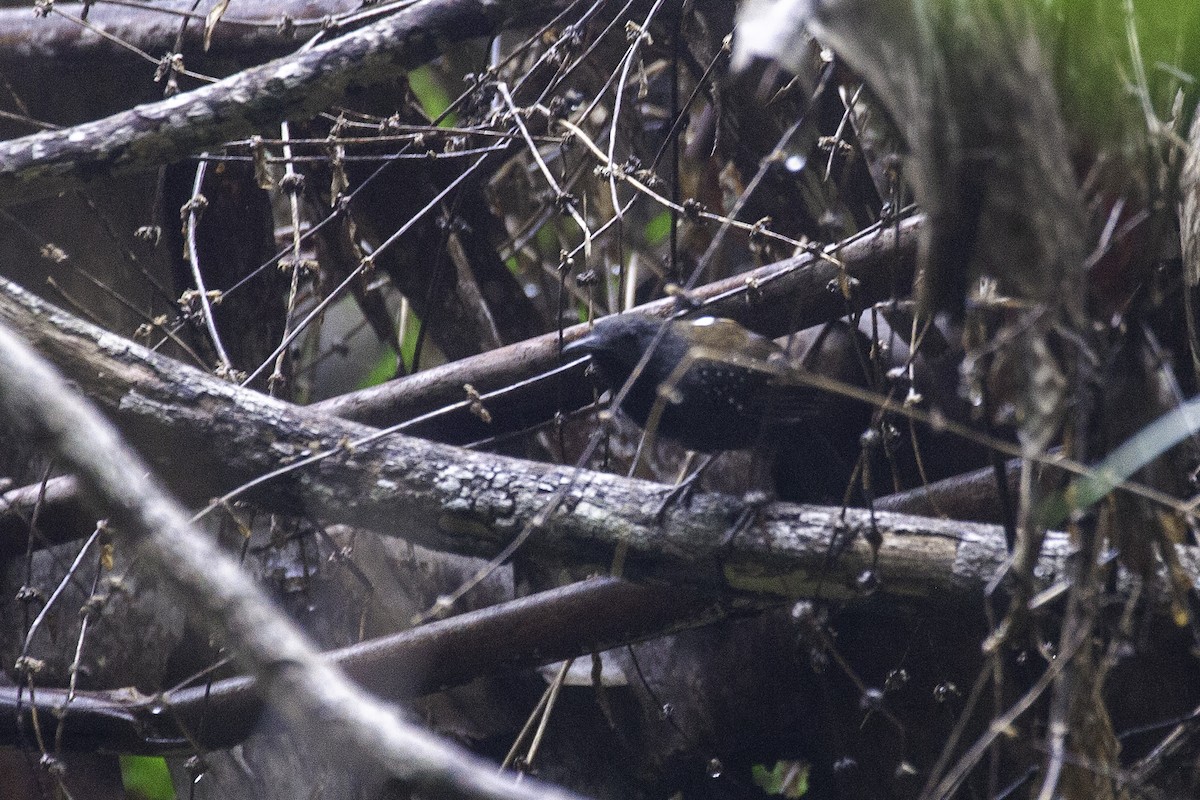 Black-throated Antbird - ML646900714