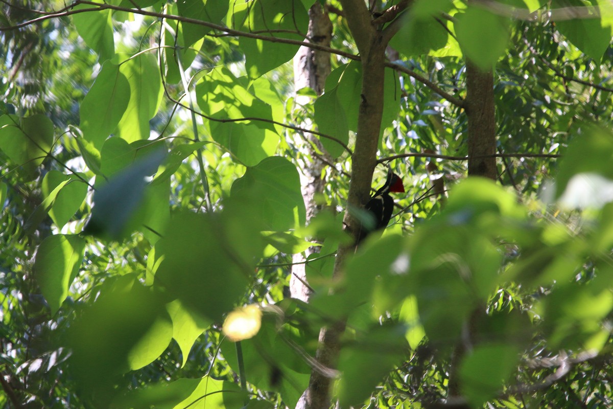 stripesvartspett - ML646900715