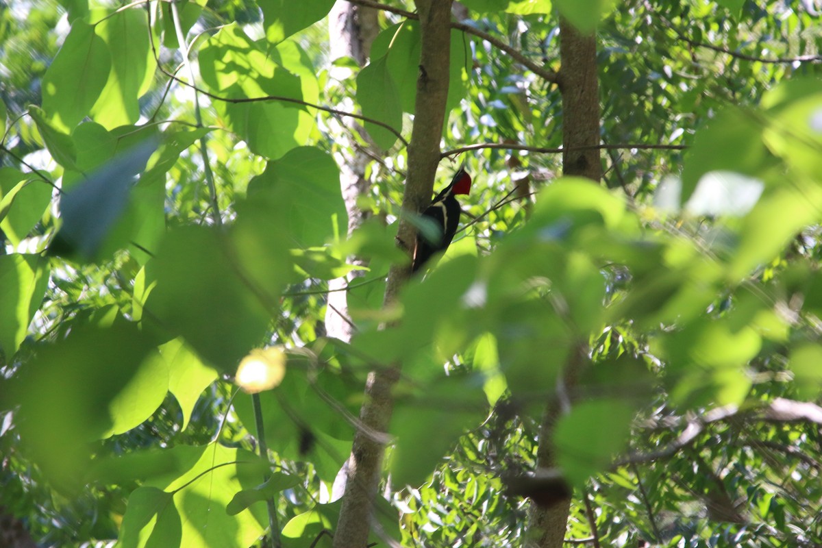 stripesvartspett - ML646900716