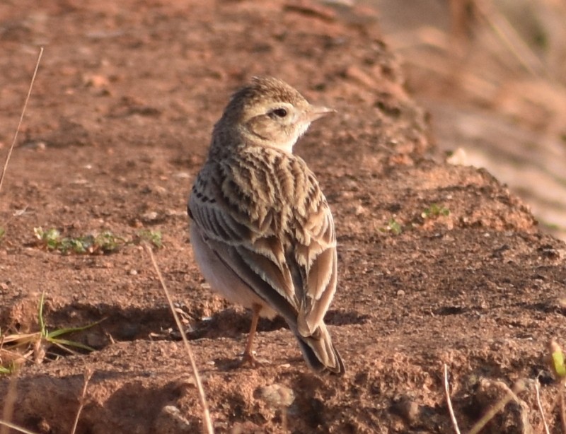 Mongolian Short-toed Lark - ML646900719