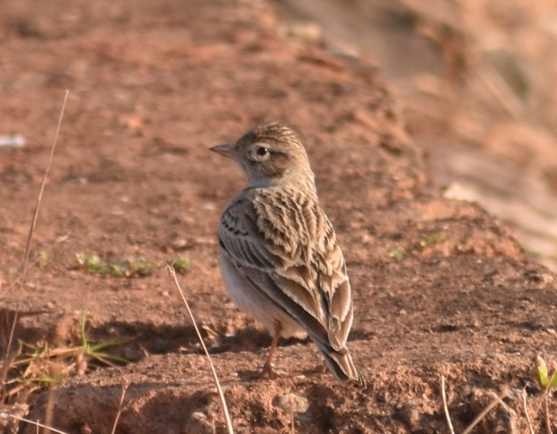 Mongolian Short-toed Lark - ML646900720