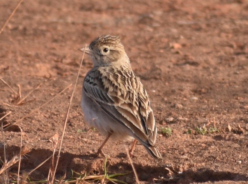 Mongolian Short-toed Lark - ML646900721