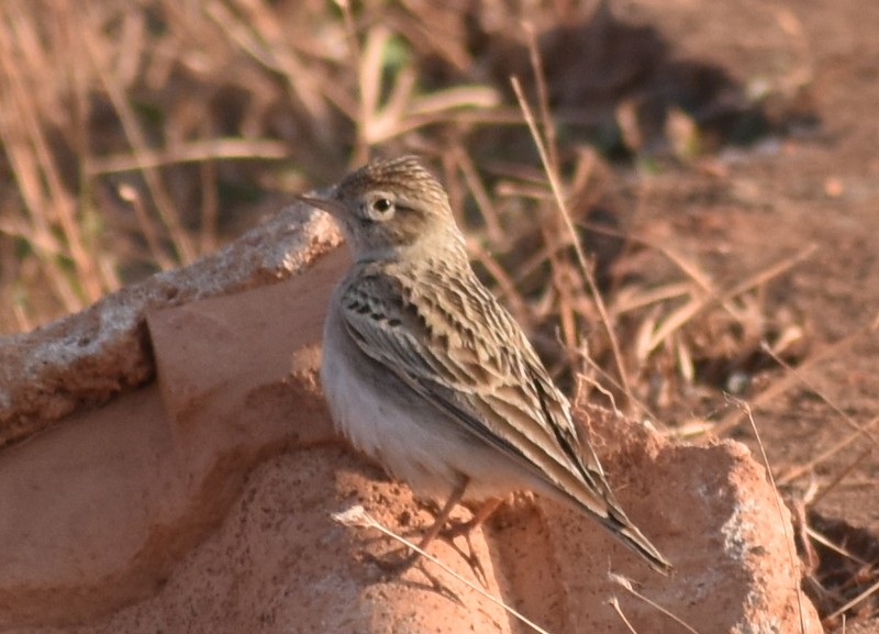Mongolian Short-toed Lark - ML646900722
