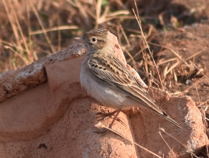 Mongolian Short-toed Lark - ML646900723