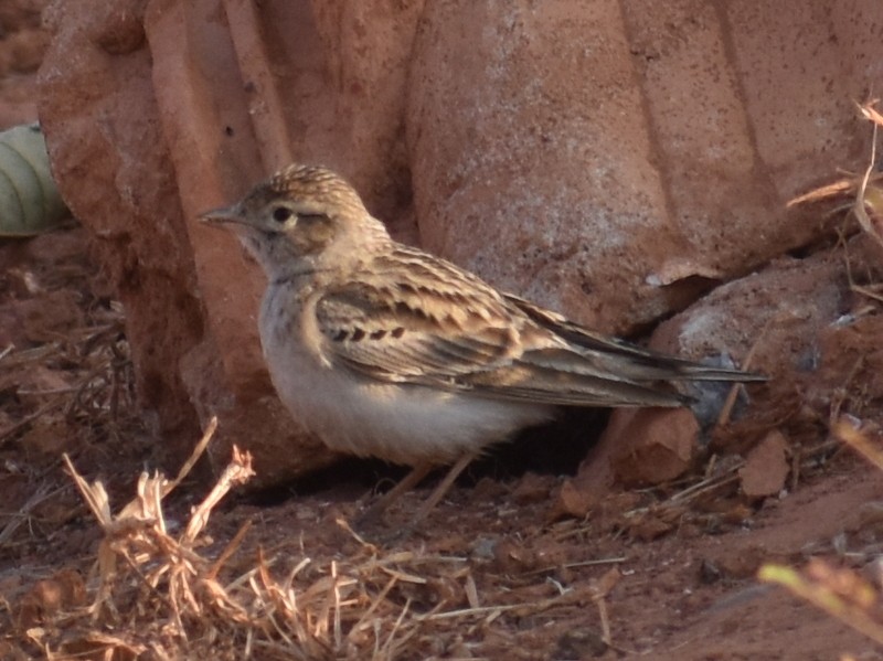 Mongolian Short-toed Lark - ML646900724
