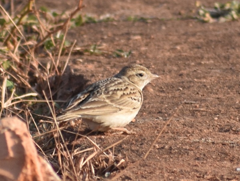 Mongolian Short-toed Lark - ML646900725