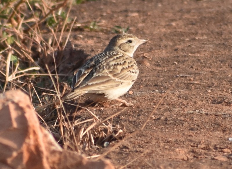 Mongolian Short-toed Lark - ML646900726