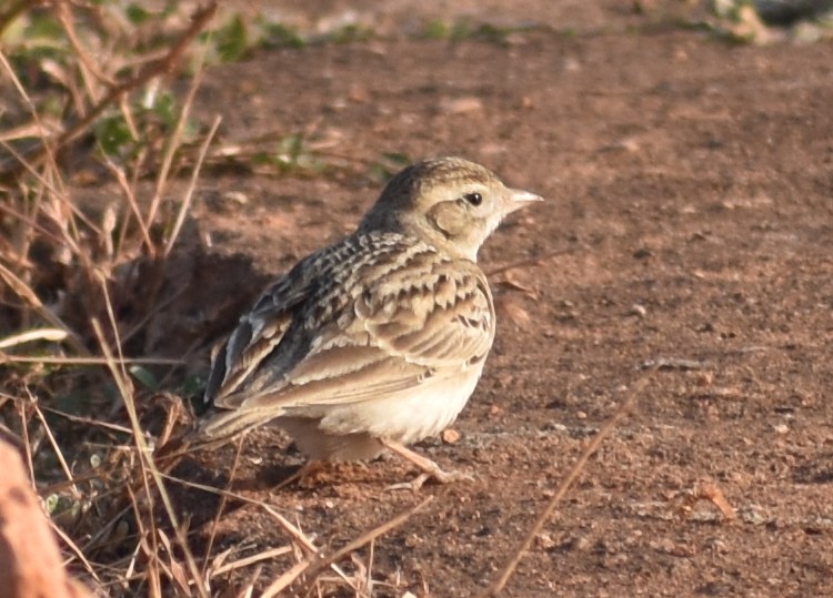 Mongolian Short-toed Lark - ML646900727