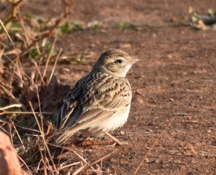 Mongolian Short-toed Lark - ML646900729