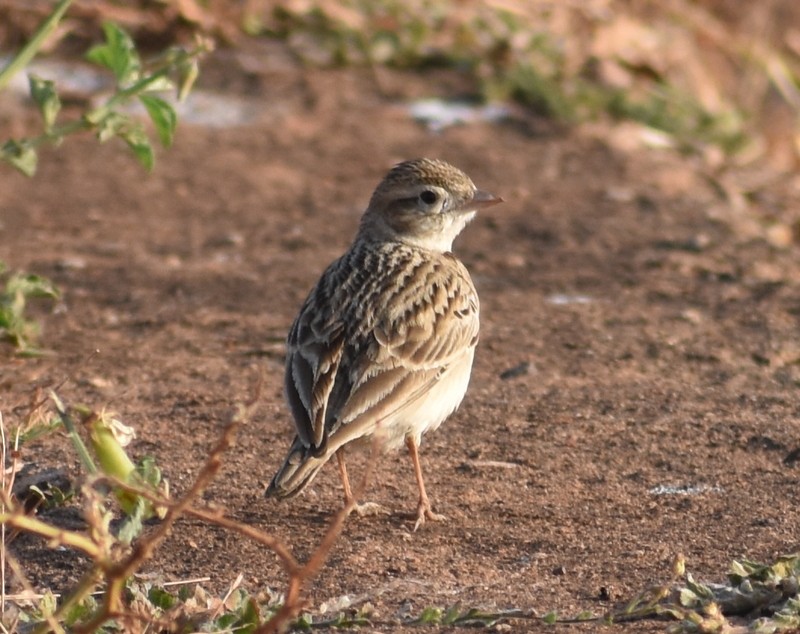 Mongolian Short-toed Lark - ML646900730