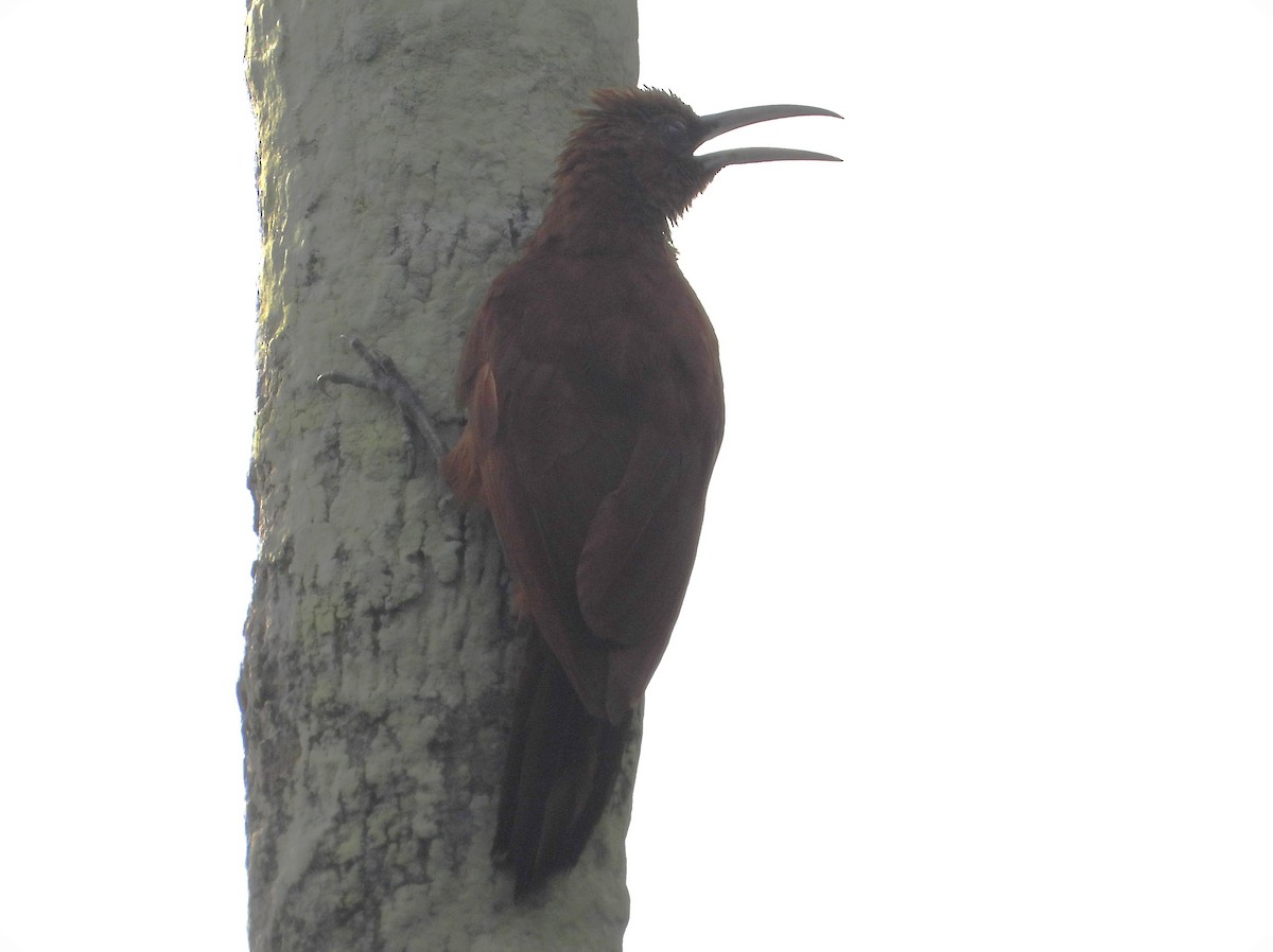 Great Rufous Woodcreeper - ML646900738