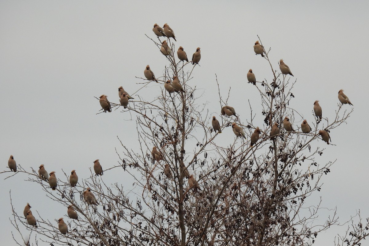 Ampelis Europeo - ML646900744