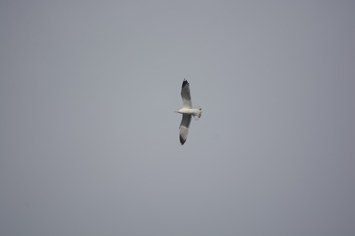 Yellow-legged Gull - ML646900747