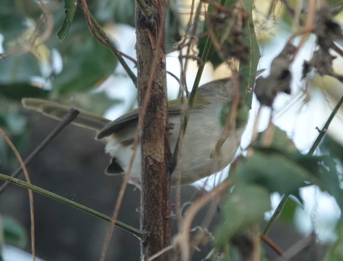 langstjertskredderfugl - ML646900752