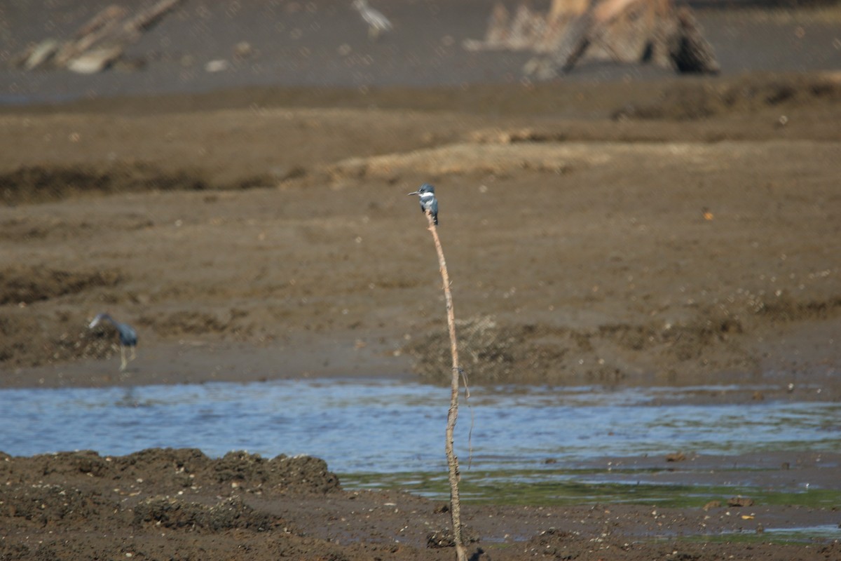 Belted Kingfisher - ML646900753