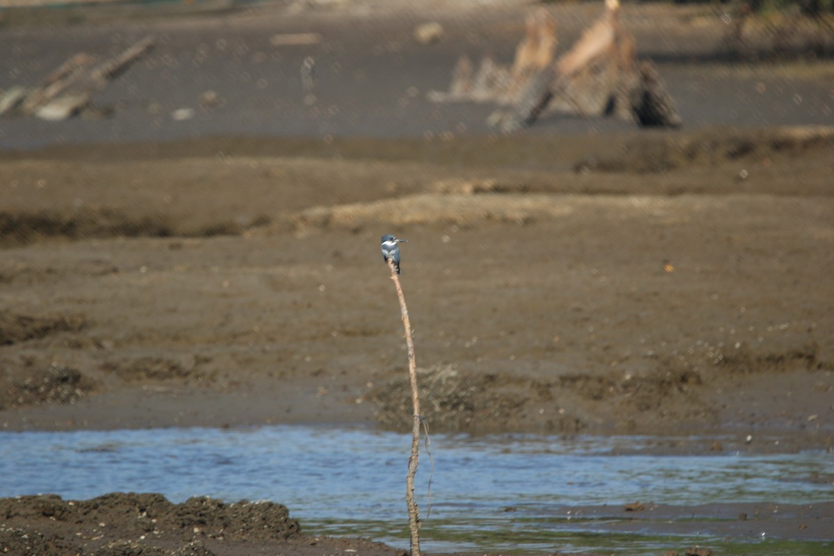 Belted Kingfisher - ML646900754