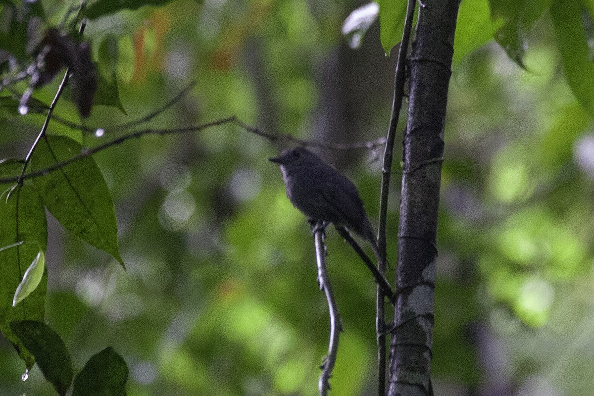 Cinereous Antshrike - ML646900756
