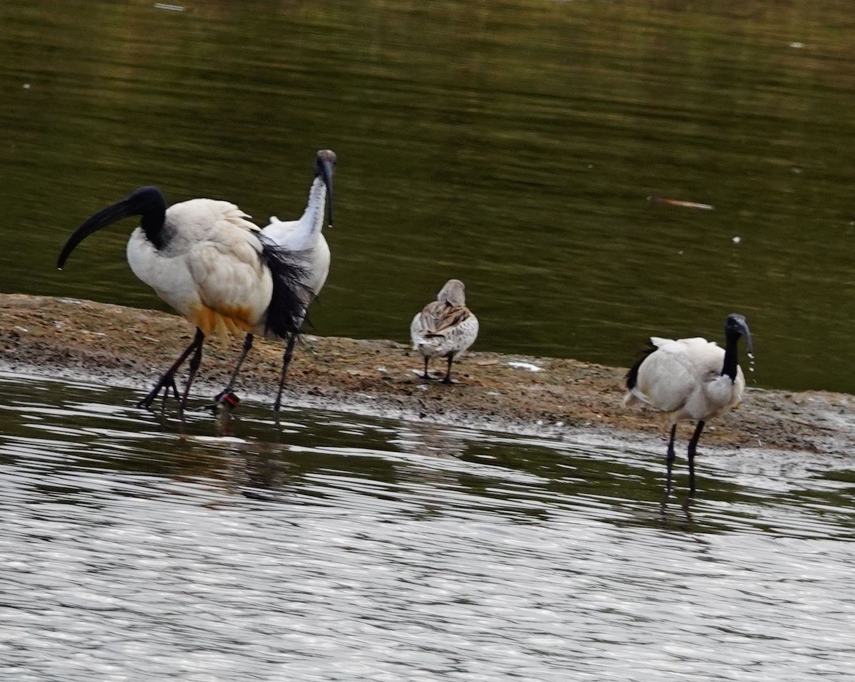 Cape Teal - ML646900757