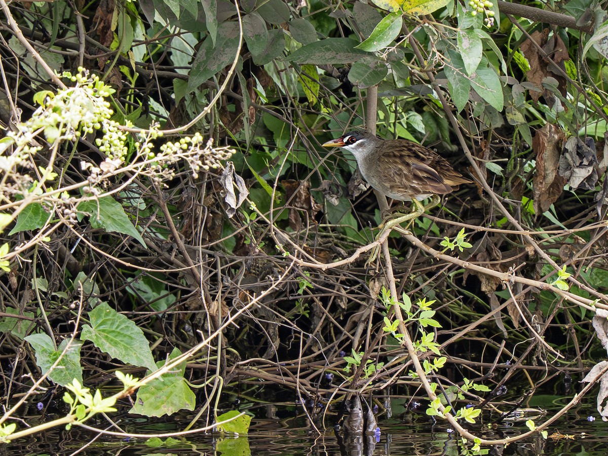 Râle cendré - ML646900758