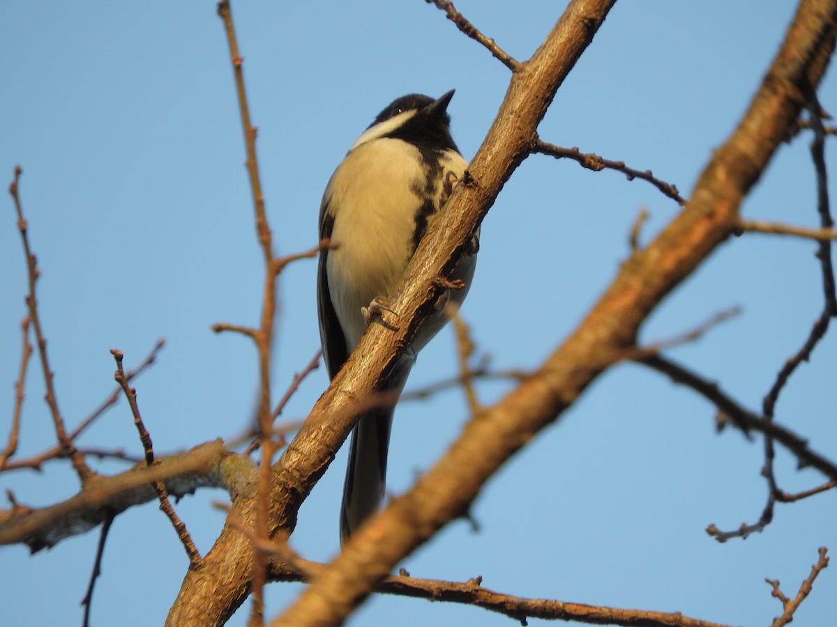 Asian Tit - ML646900761