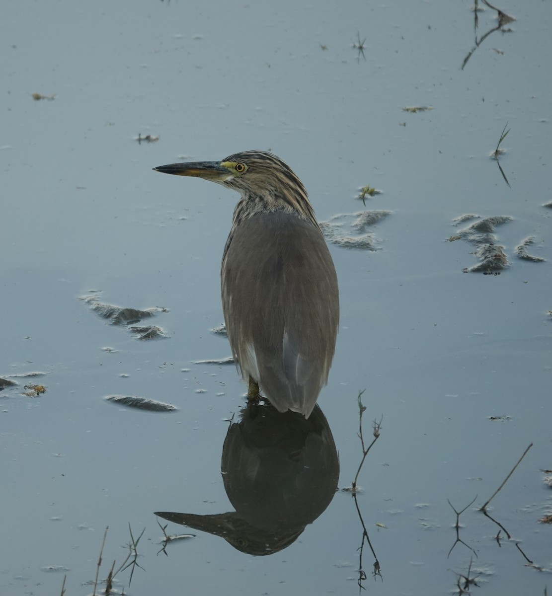 Indian Pond-Heron - ML646900763