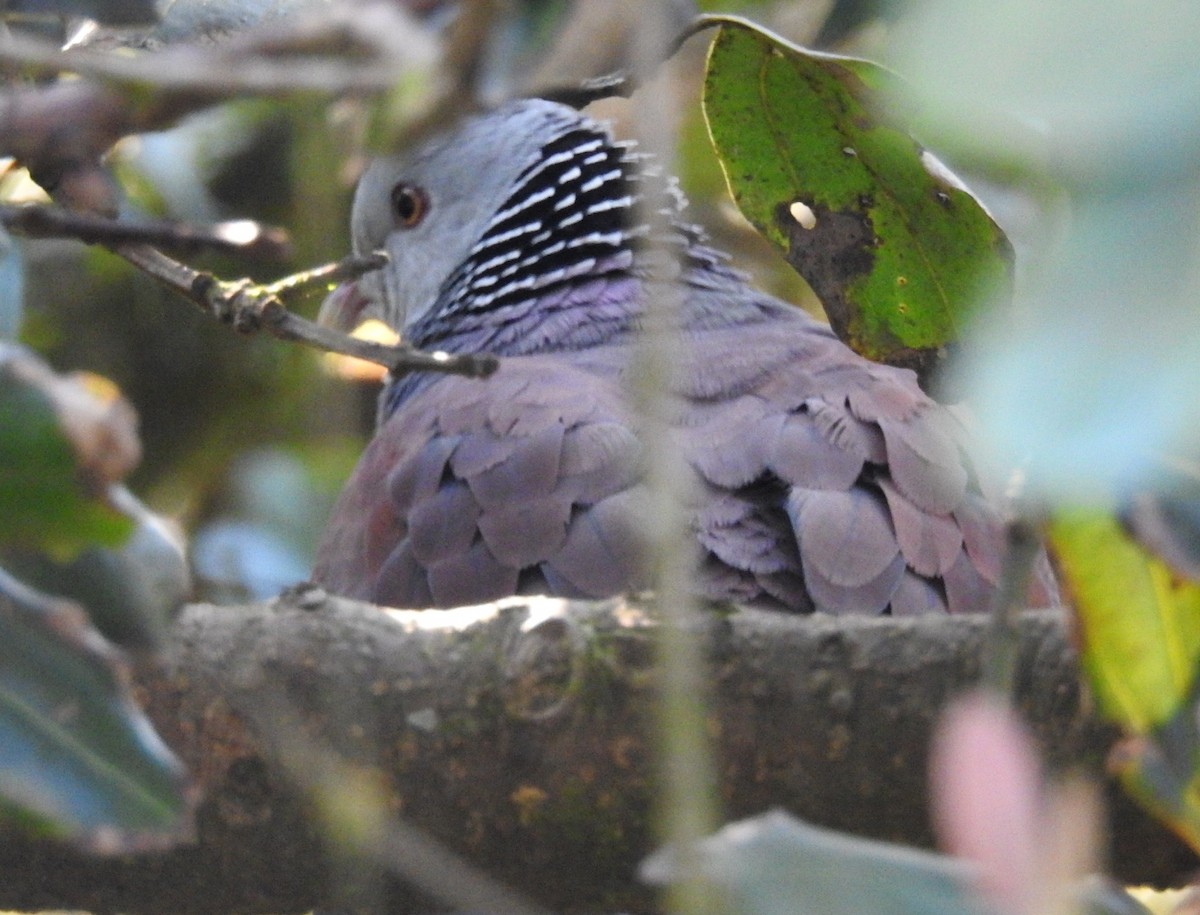 Paloma de Los Nilgiri - ML646900767