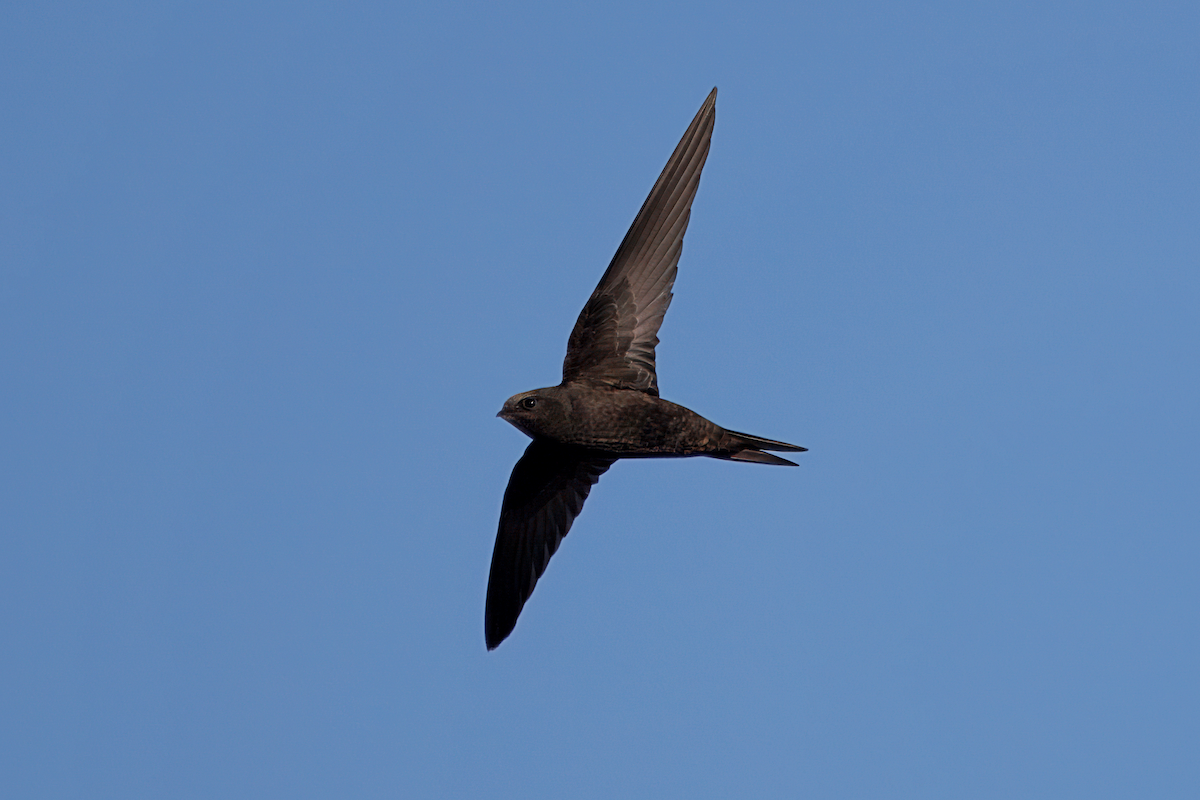Common Swift - ML646900768