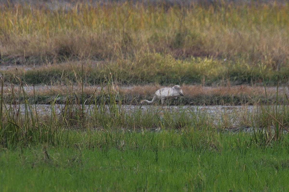 עגור אפור - ML646900771