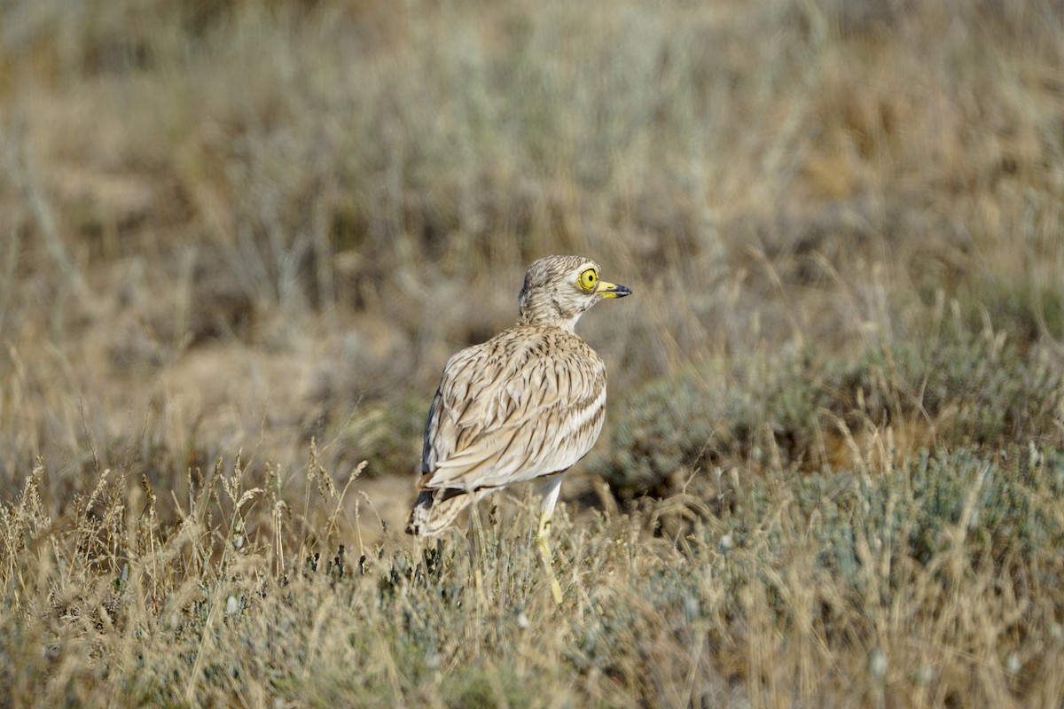 Eurasian Thick-knee - ML646900782