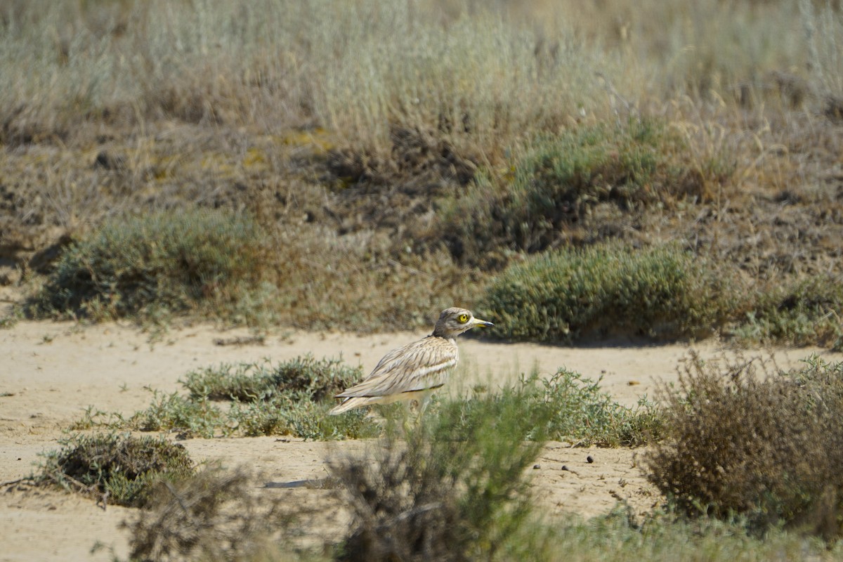 Eurasian Thick-knee - ML646900783