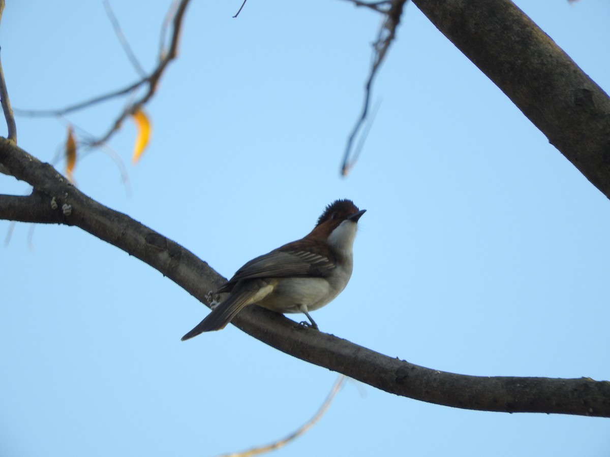 Оливник каштановий - ML646900784